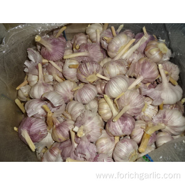 Fresh New Normal White Jinxiang Garlic